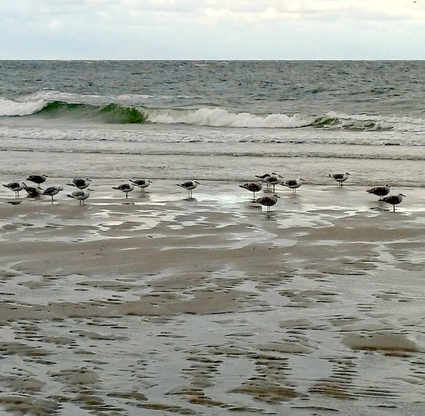 Sylt Impressionen
  (75_20250824_074155.jpg)